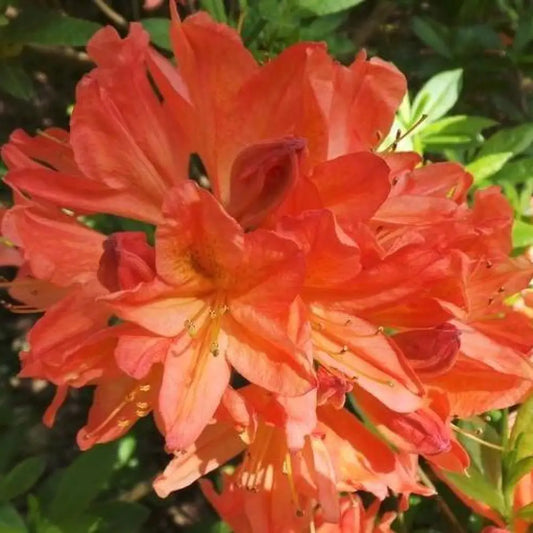 Mandarin Lights Native Azalea Shrub