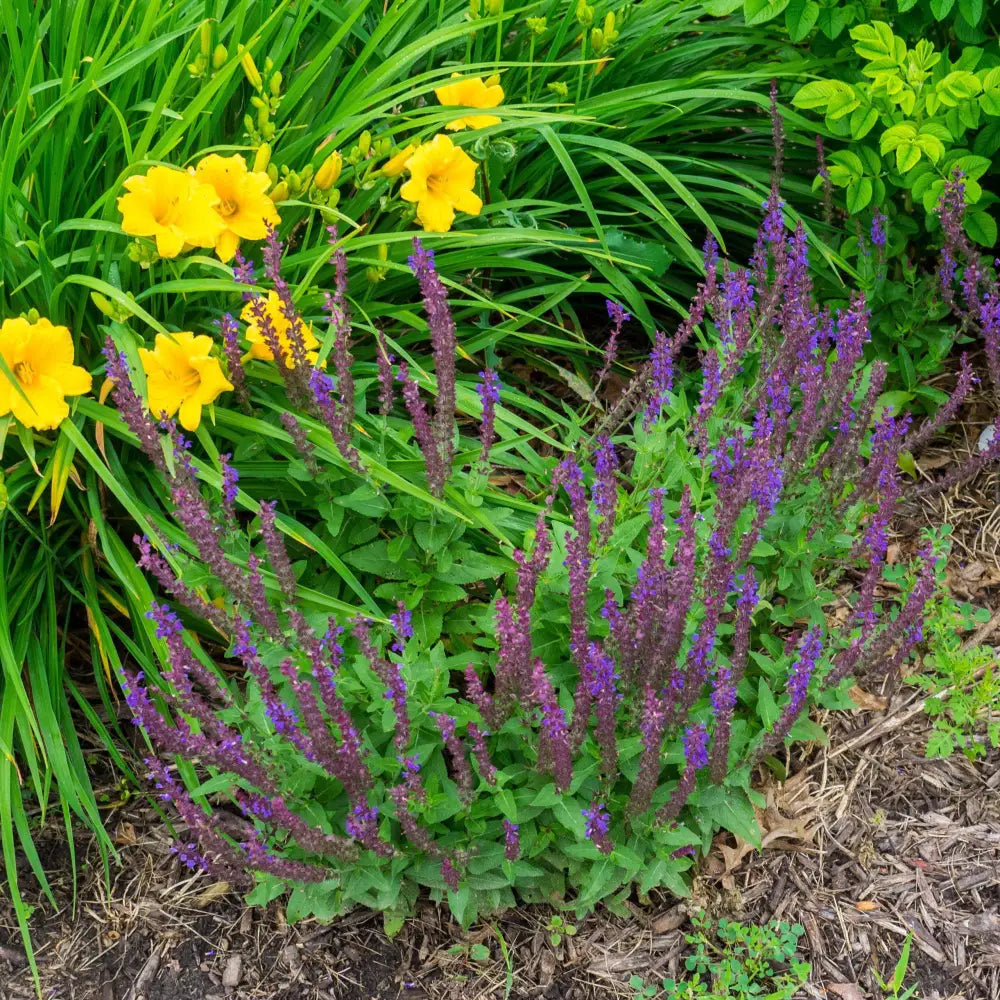Marcus® Meadow Sage 1 GALLON Perennial