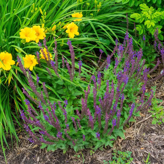 Marcus® Meadow Sage 1 GALLON Perennial