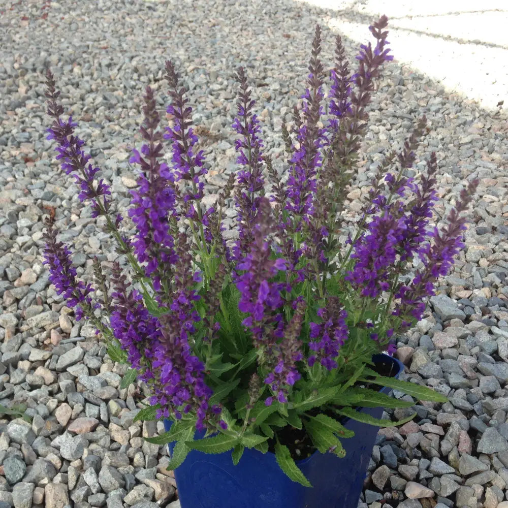 Marcus® Meadow Sage 1 GALLON Perennial