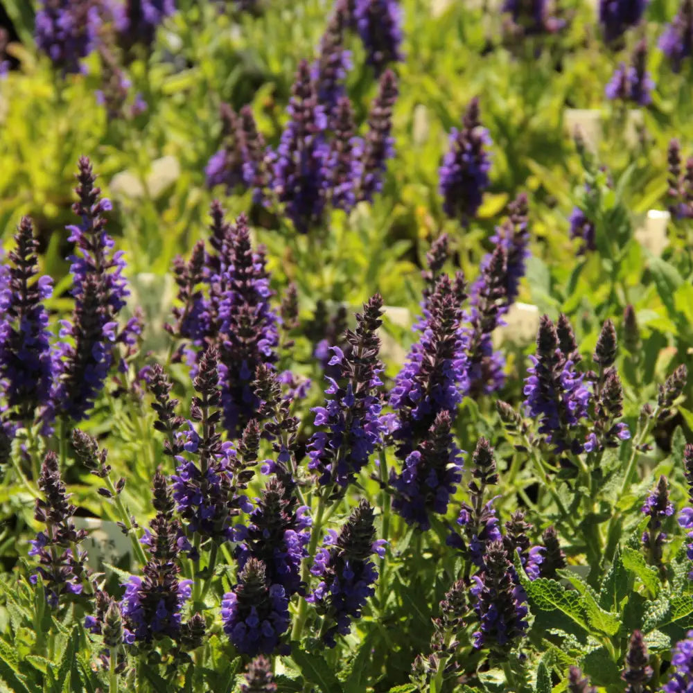 Marcus® Meadow Sage 1 GALLON Perennial