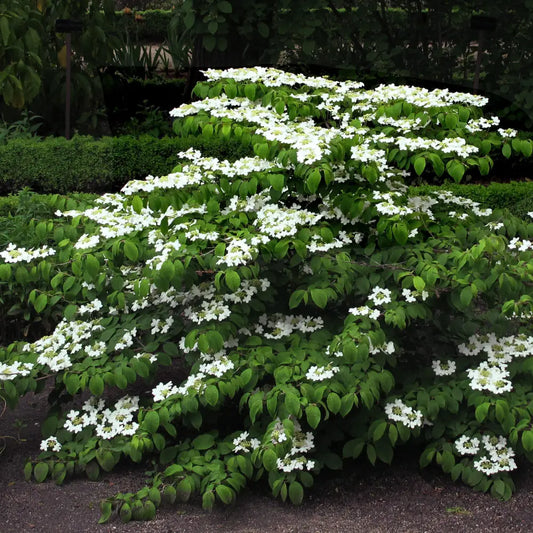 Mariessi Viburnum 3 GALLON Shrub