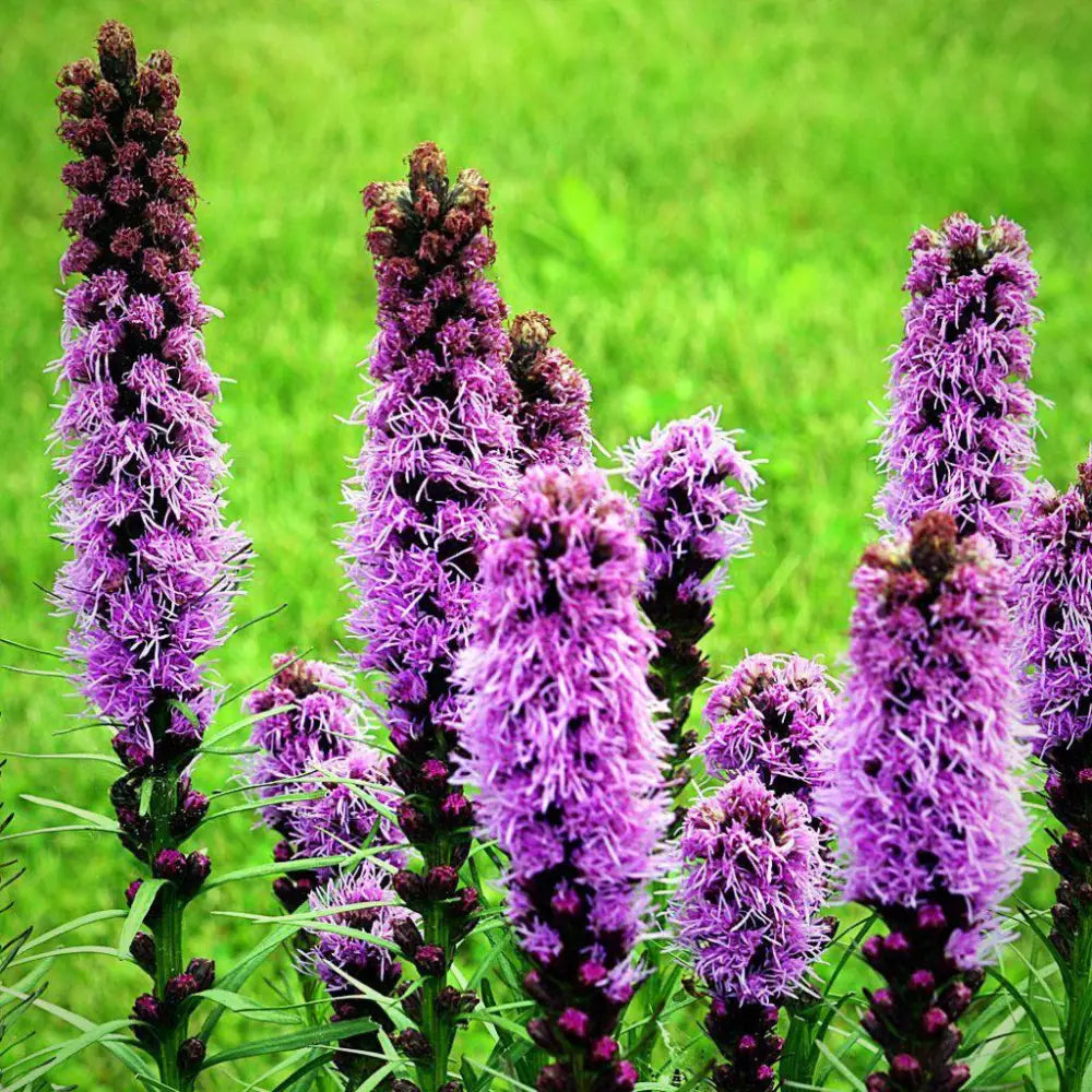 Marsh Blazing Star Gayfeather 1 GALLON Perennial
