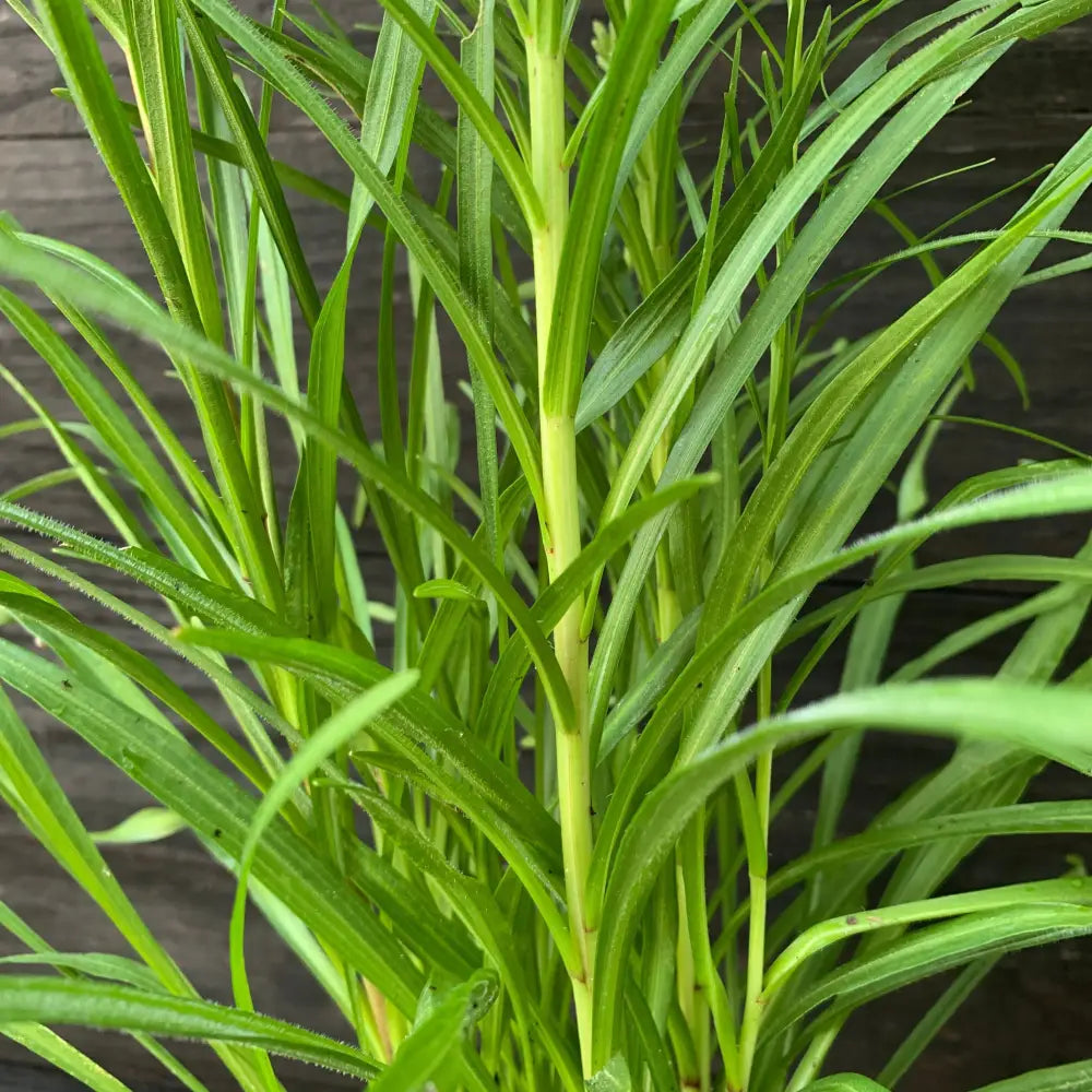 Marsh Blazing Star Gayfeather 1 GALLON Perennial