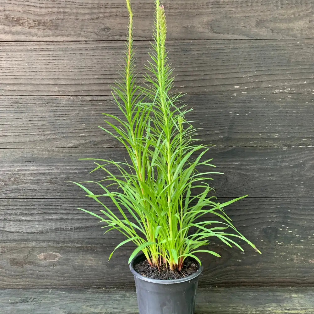 Marsh Blazing Star Gayfeather 1 GALLON Perennial