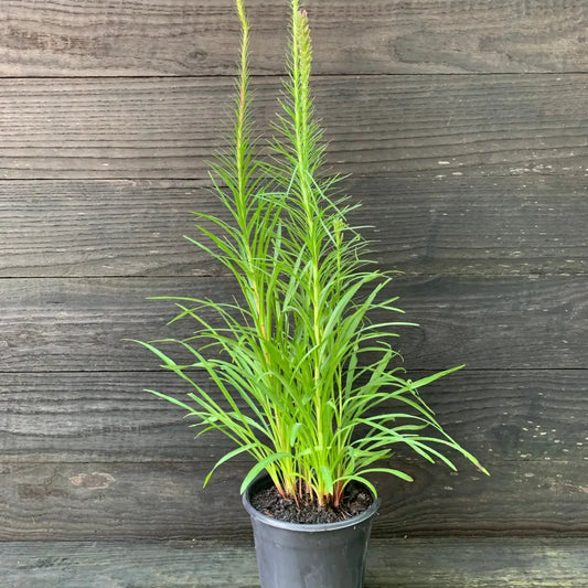 Marsh Blazing Star Gayfeather 1 GALLON Perennial