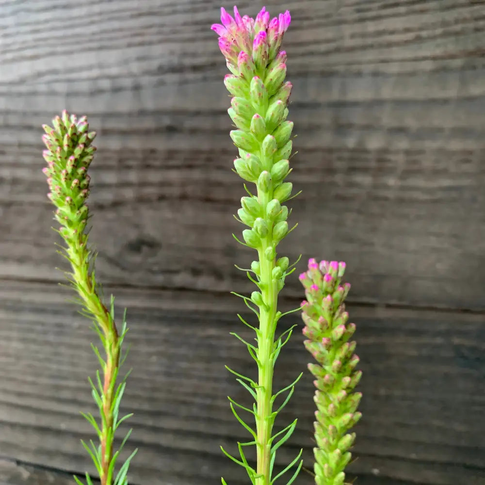 Marsh Blazing Star Gayfeather 1 GALLON Perennial