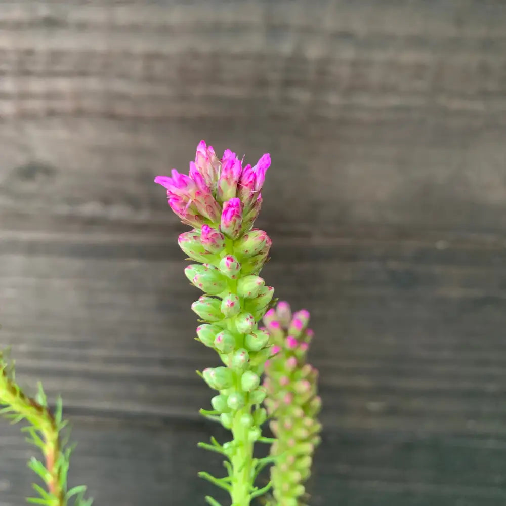 Marsh Blazing Star Gayfeather 1 GALLON Perennial