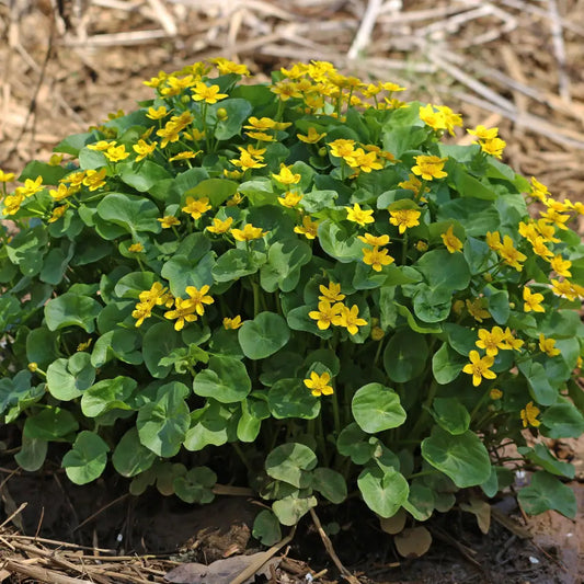 Marsh Marigold 1 GALLON Perennial
