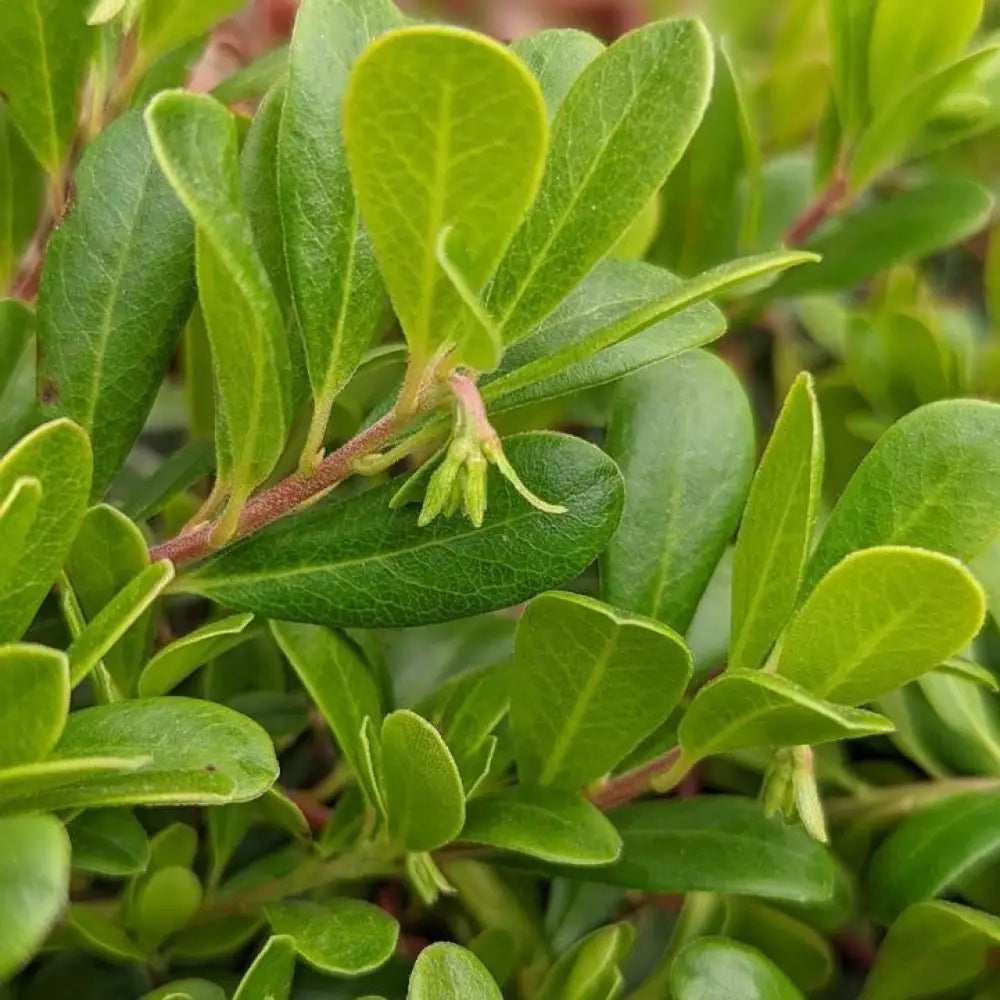 Massachusetts Bearberry 1 GALLON Annual