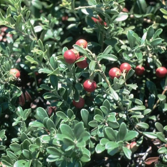 Massachusetts Bearberry 1 GALLON Annual