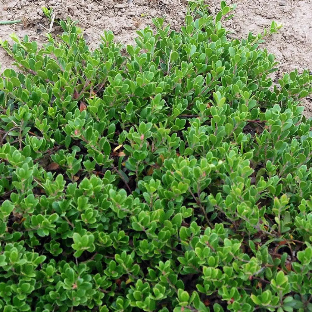 Massachusetts Bearberry 1 GALLON Annual