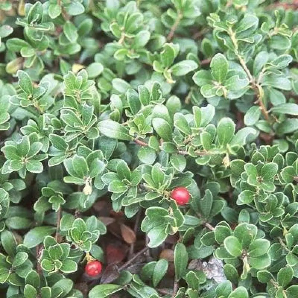 Massachusetts Bearberry 1 GALLON Annual