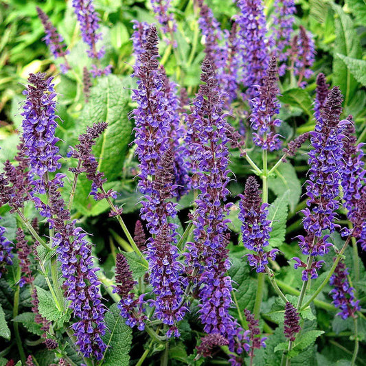 May Night Wood Sage Perennial