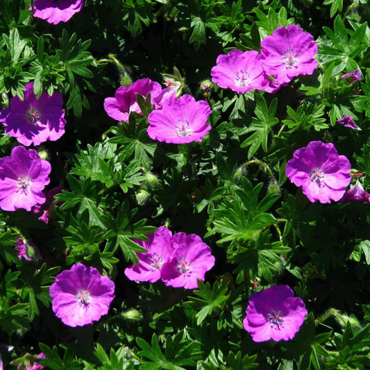 Maz Frei Bloody Cranesbill 1 GALLON Perennial