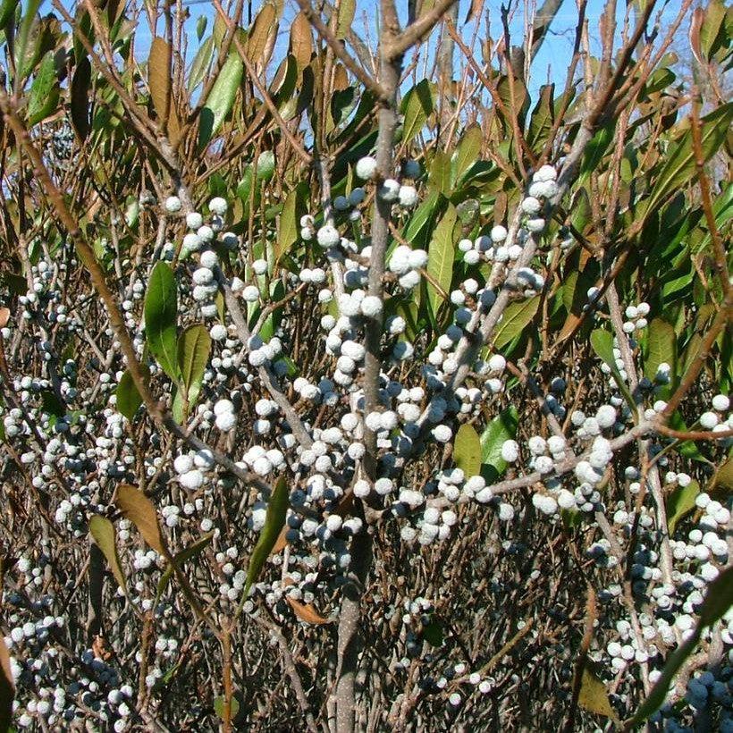 Myrica pensylvanica 'Bogozam'  - Bobee™ Bayberry