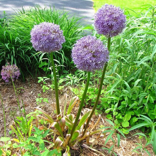 Medusa Ornamental Onion 1 GALLON Perennial