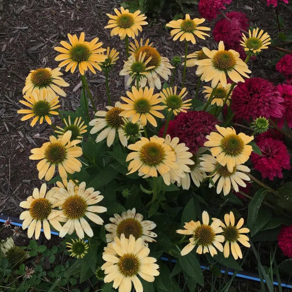 Mellow Yellows Echinacea Perennial