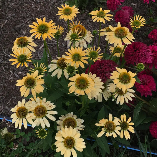 Mellow Yellows Echinacea Perennial