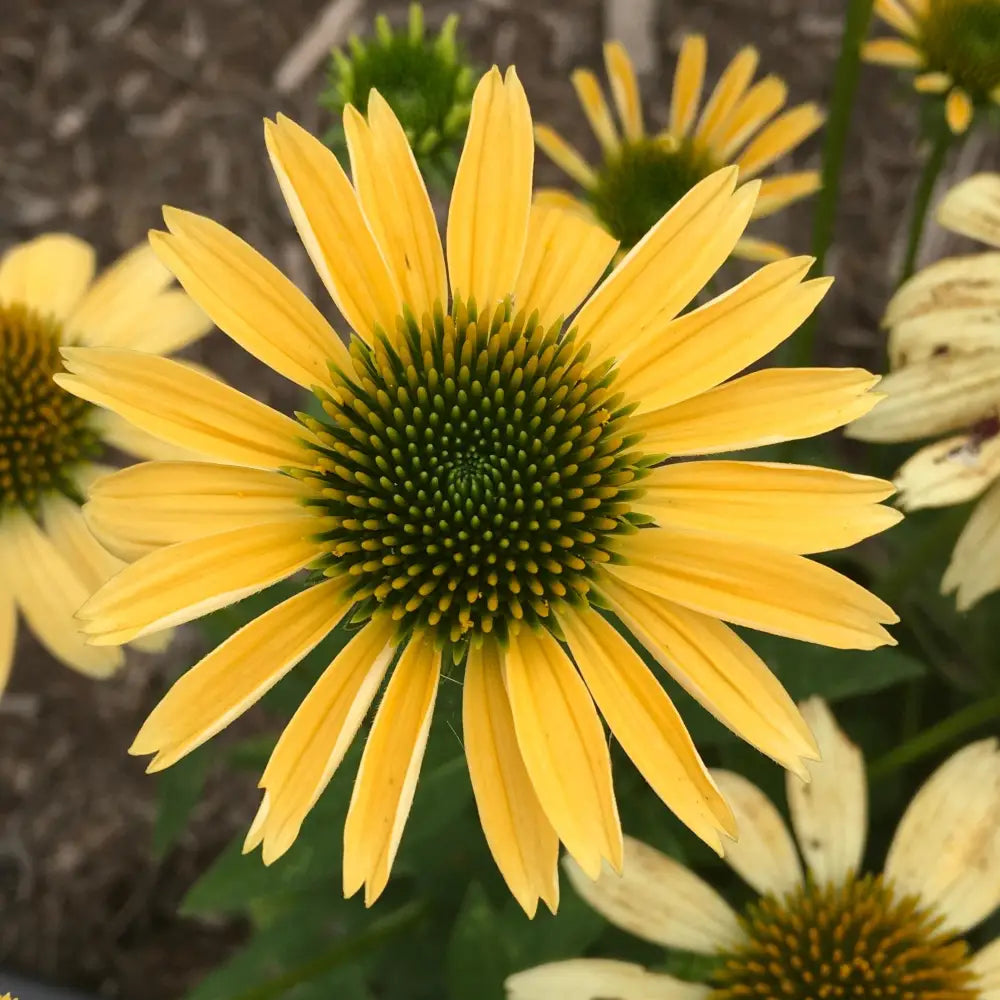 Mellow Yellows Echinacea Perennial