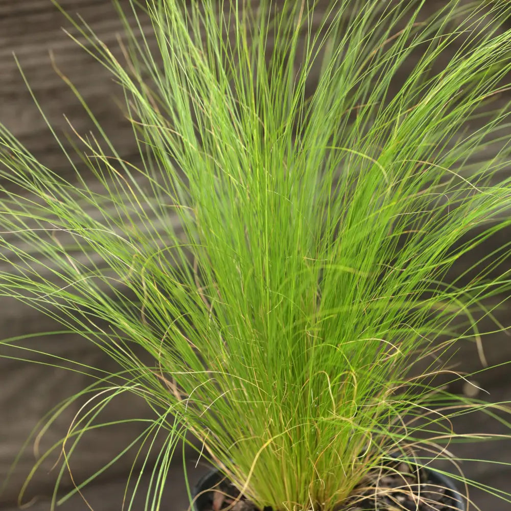 Mexican Feather Grass 1 GALLON Ornamental Grass