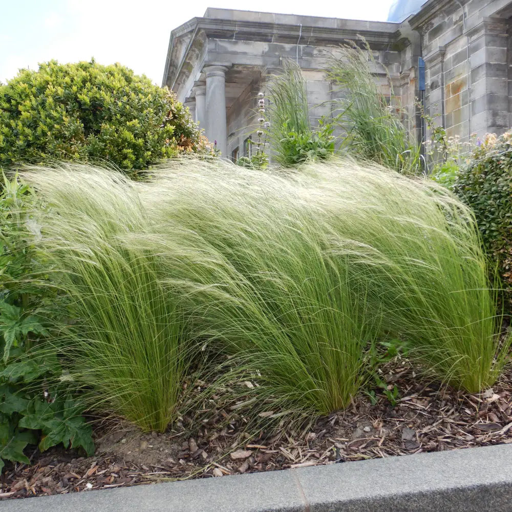Mexican Feather Grass 1 GALLON Ornamental Grass