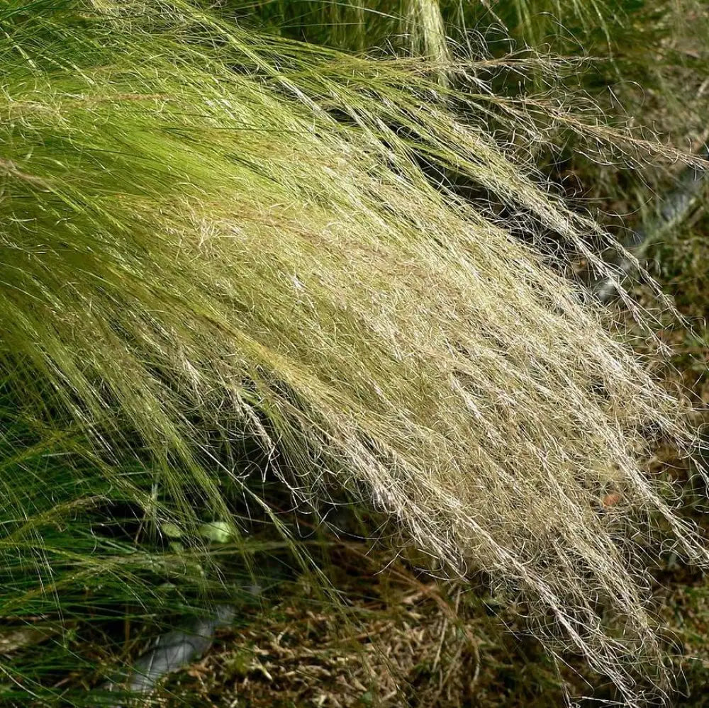 Mexican Feather Grass 1 GALLON Ornamental Grass