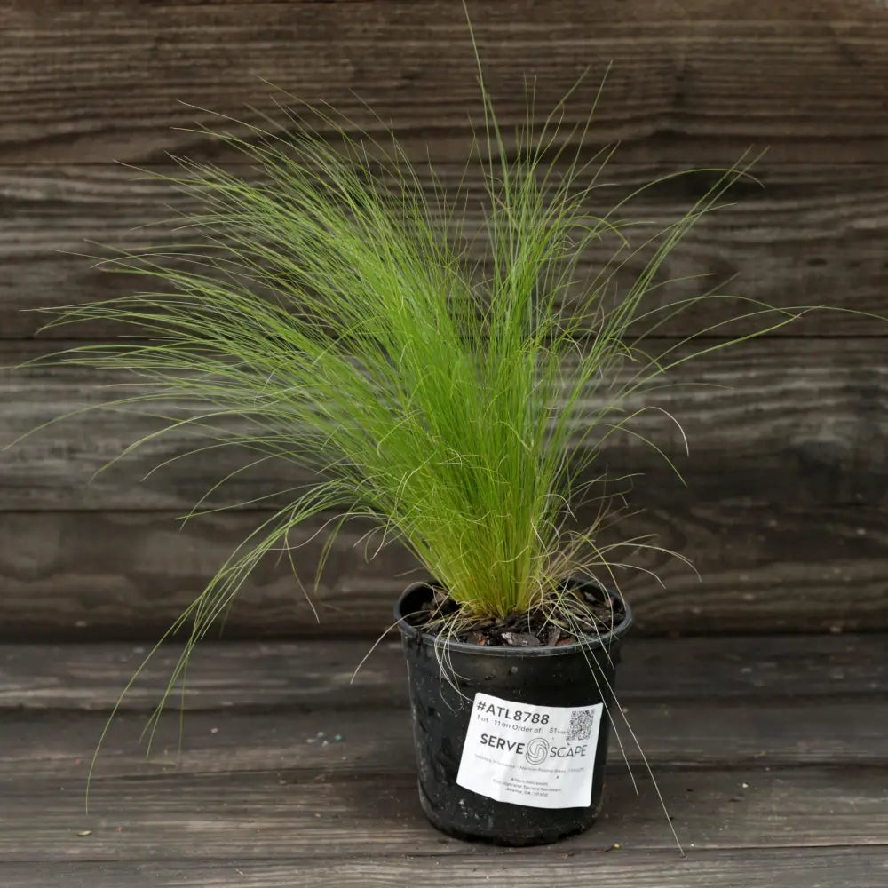 Mexican Feather Grass 1 GALLON Ornamental Grass