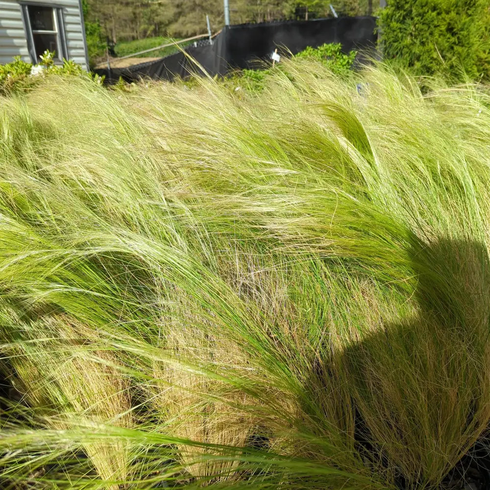Mexican Feather Grass 1 GALLON Ornamental Grass