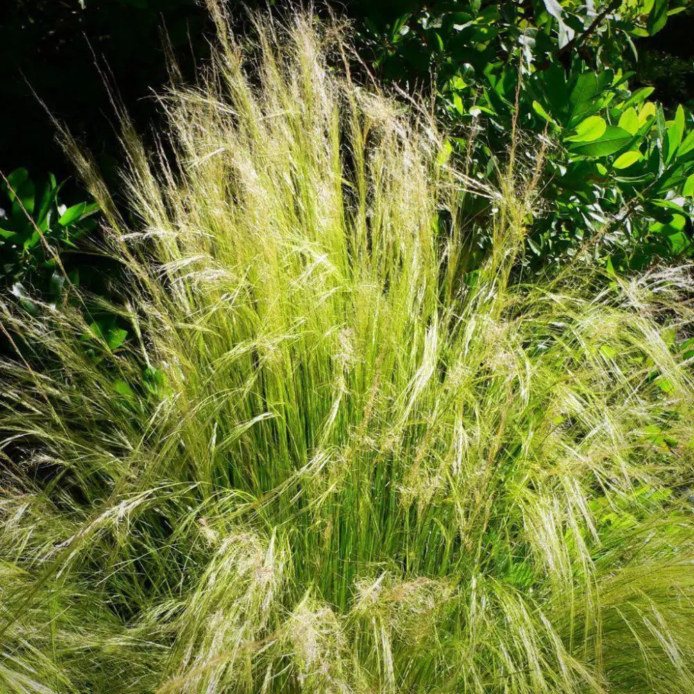 Mexican Feather Grass 1 GALLON Ornamental Grass