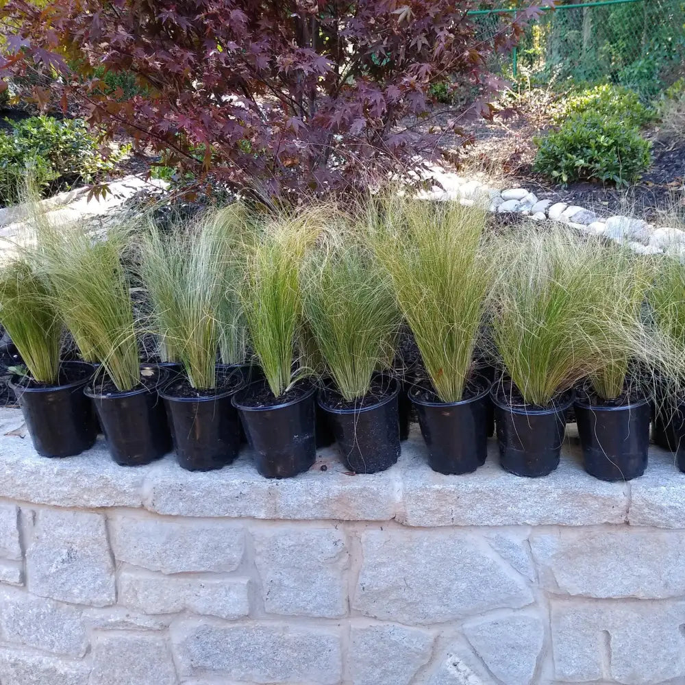 Mexican Feather Grass 1 GALLON Ornamental Grass