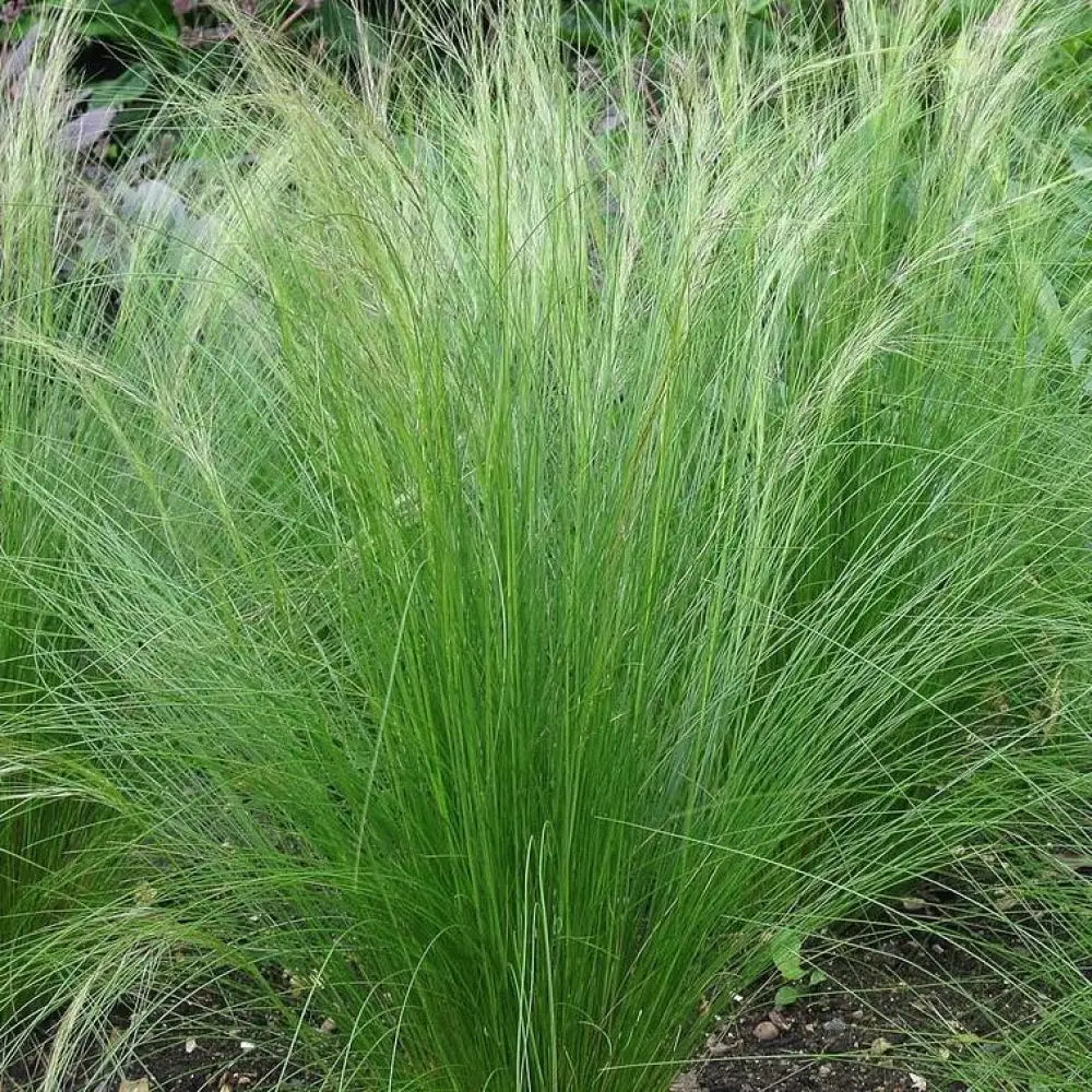 Mexican Feather Grass 1 GALLON Ornamental Grass