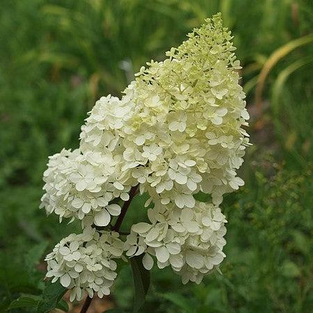 First Editions® Vanilla Strawberry™ Hydrangea