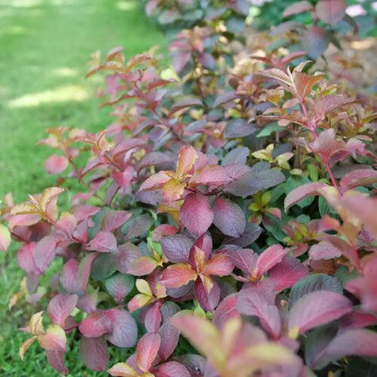 Midnight Sun™ Weigela 3 GALLON Shrub
