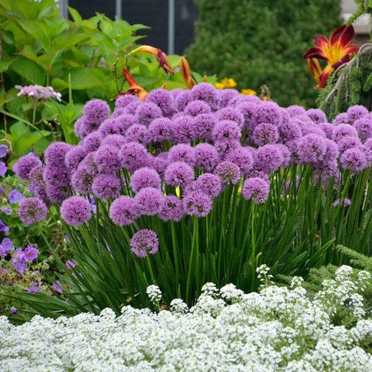 Millenium Ornamental Onion 1 GALLON Perennial