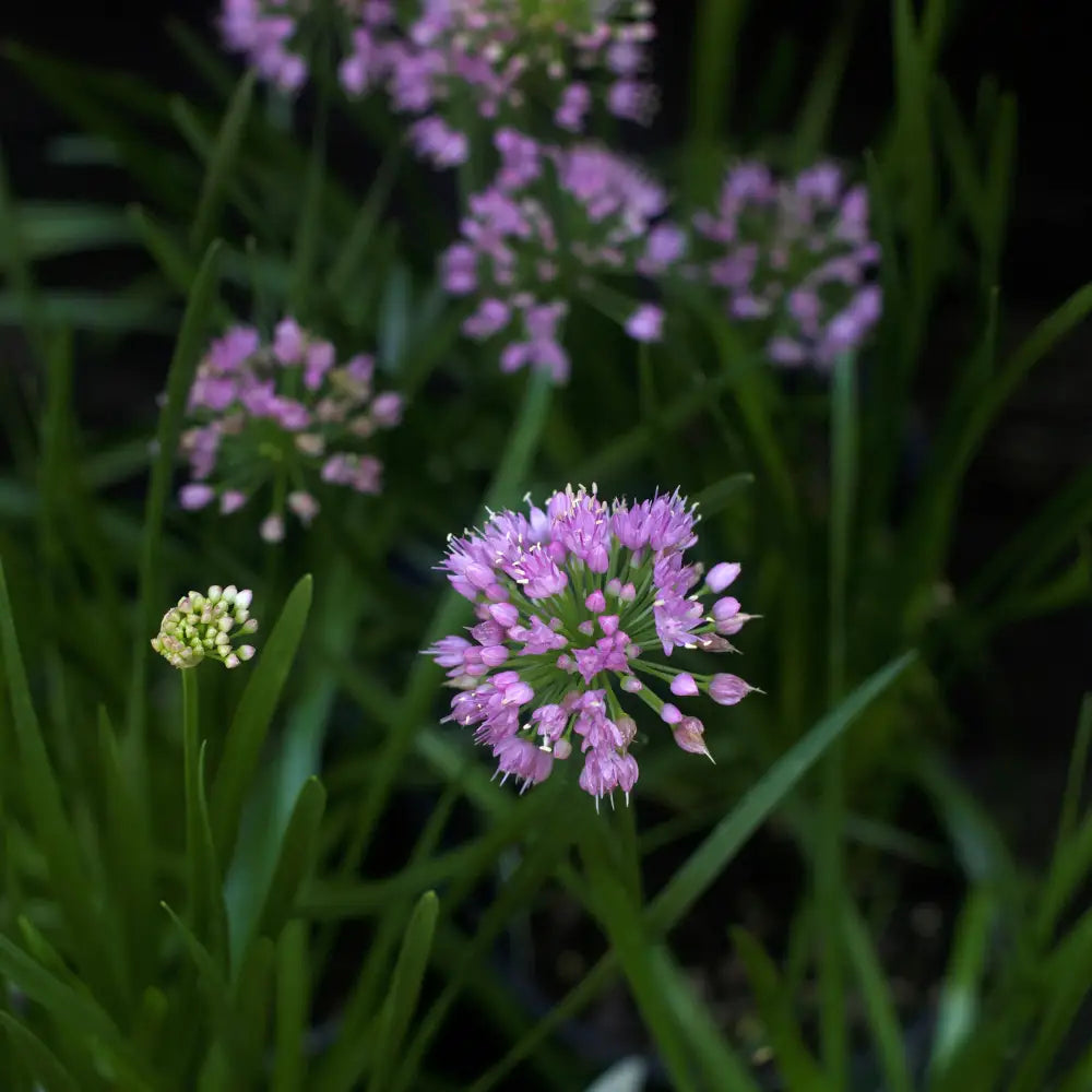Millenium Ornamental Onion 1 GALLON Perennial