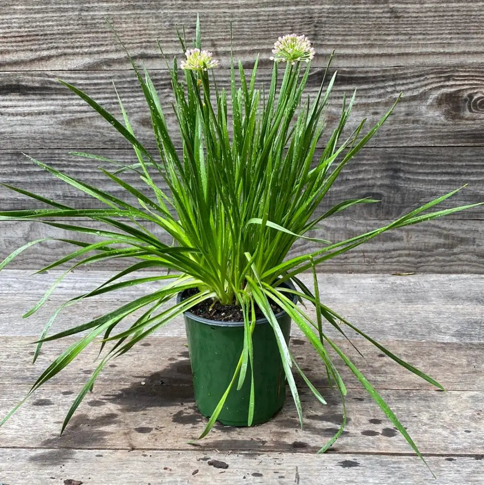 Millenium Ornamental Onion 1 GALLON Perennial