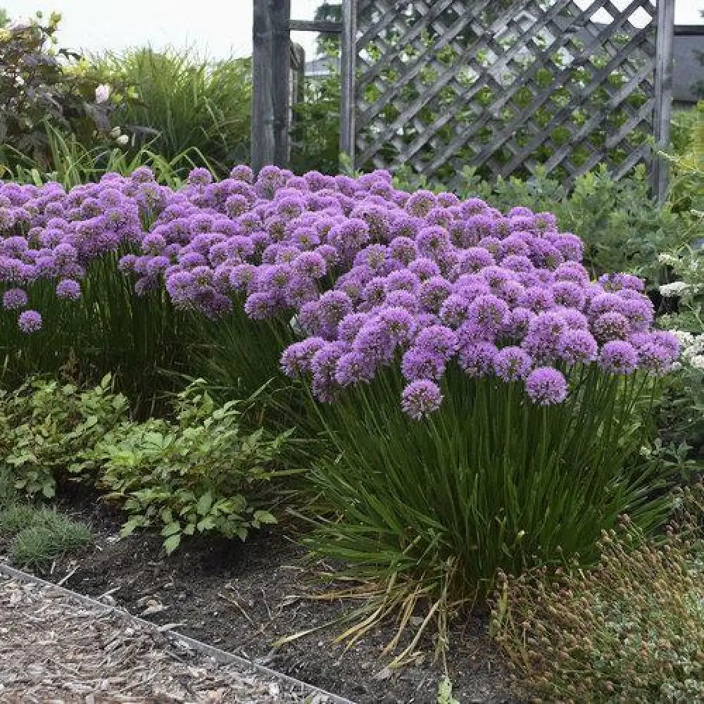 Millenium Ornamental Onion 1 GALLON Perennial