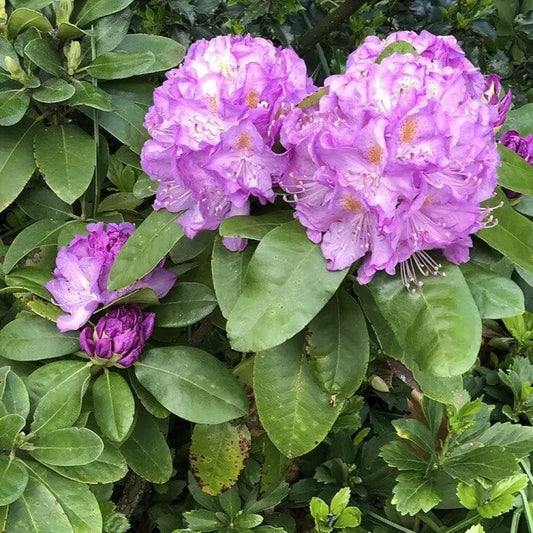 Minnetonka Rhododendron Shrub