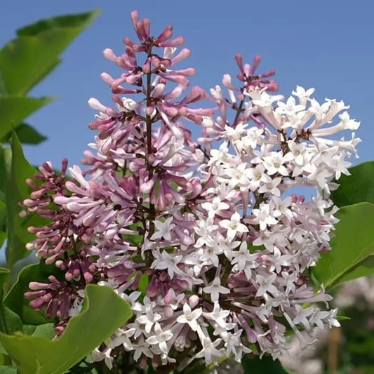 Miss Kim Manchurian Lilac Shrub