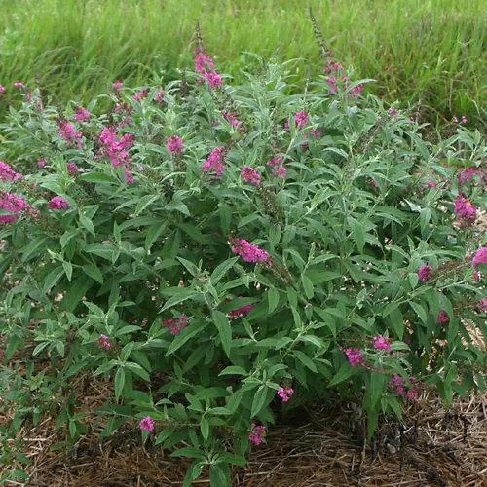 Miss Ruby Butterfly Bush 3 GALLON Shrub