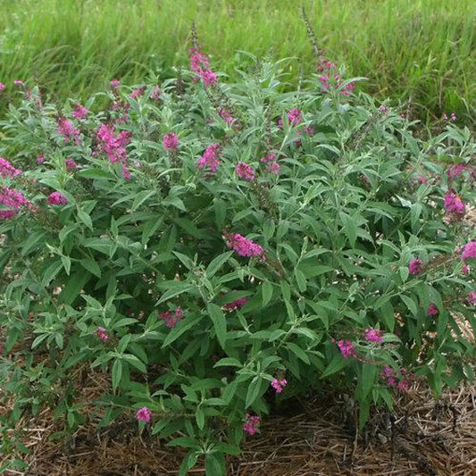 Miss Ruby Butterfly Bush 3 GALLON Shrub