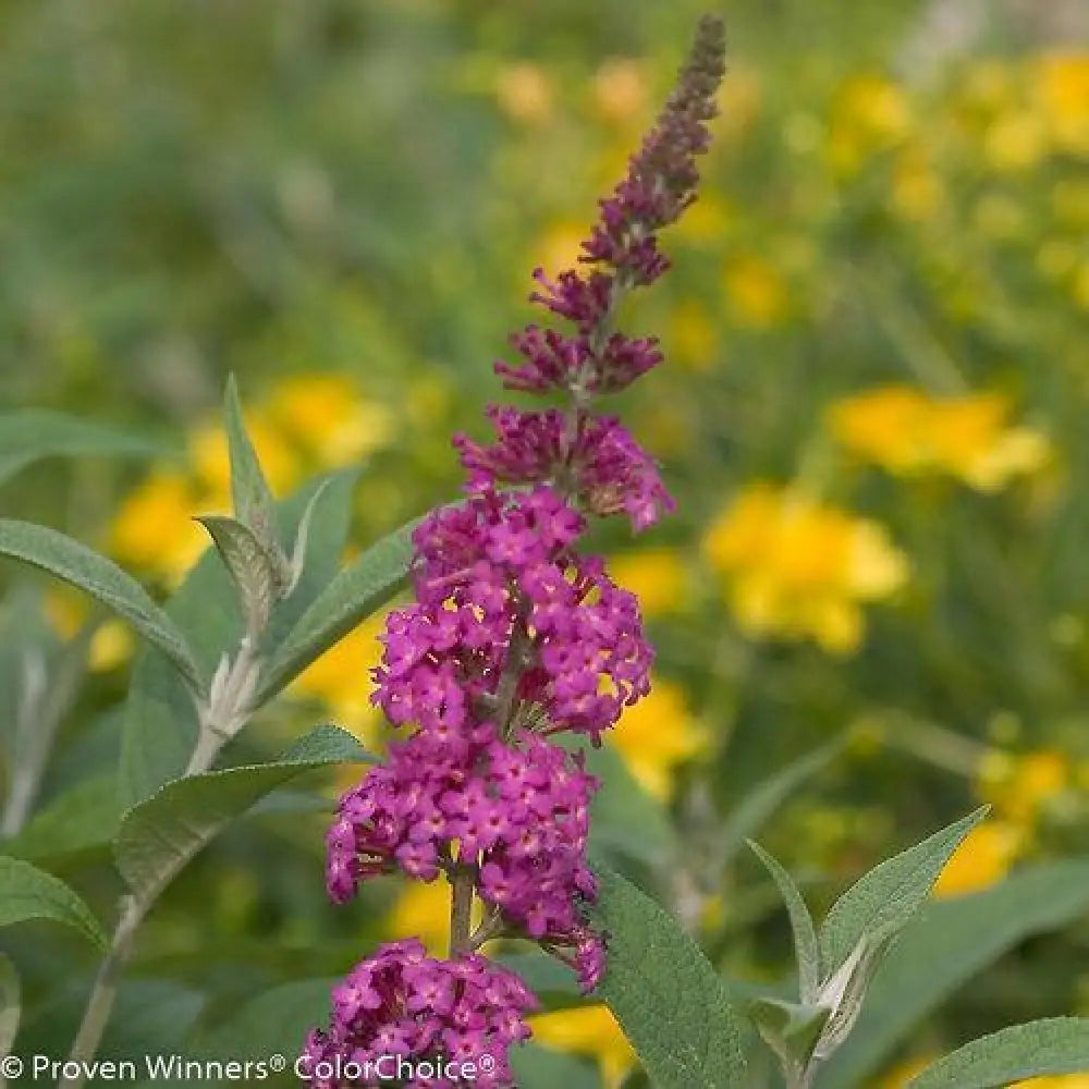 Miss Ruby Butterfly Bush 3 GALLON Shrub