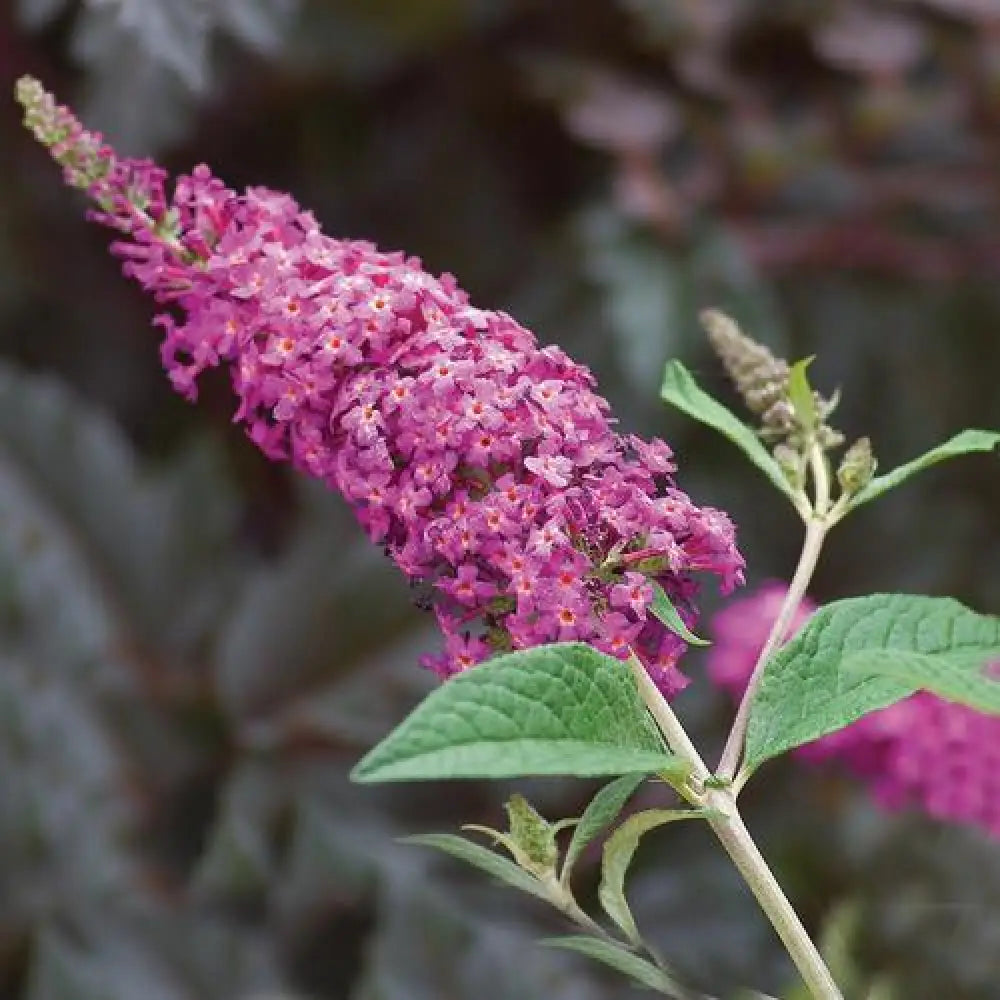 Miss Ruby Butterfly Bush 3 GALLON Shrub