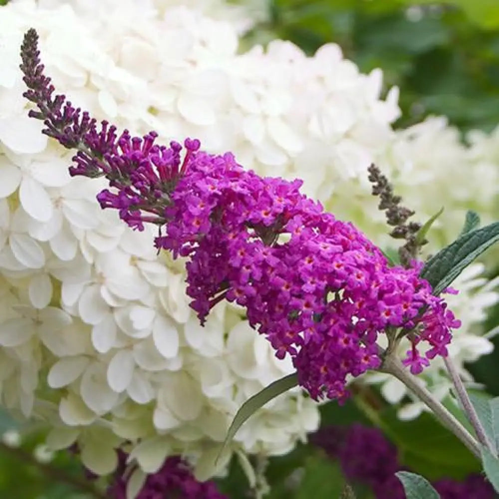 Miss Ruby Butterfly Bush 3 GALLON Shrub