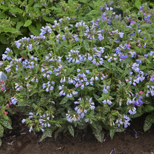 Pulmonaria 'Twinkle Toes'  - Twinkle Toes Lungwort