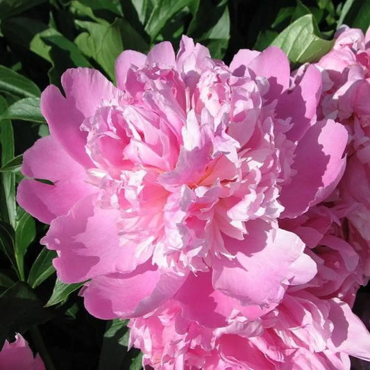 Monsieur Jules Elie Peony 3 GALLON Perennial