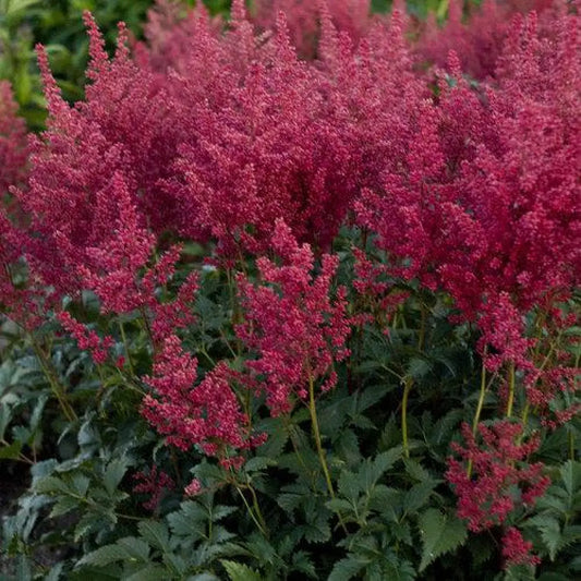 Montgomery Japanese Astilbe Perennial