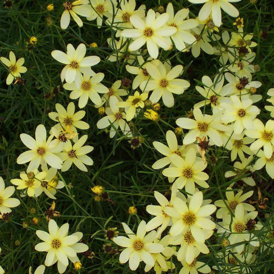 Moonbeam Threadleaf Coreopsis Perennial