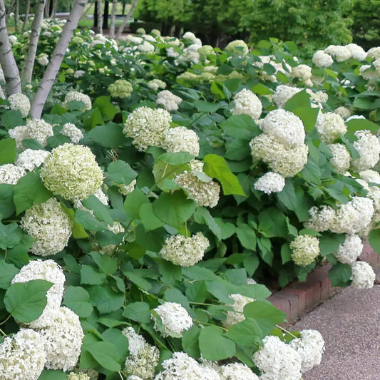 Mophead Hydrangea Annabelle Hydrangea 3 GALLON Shrub